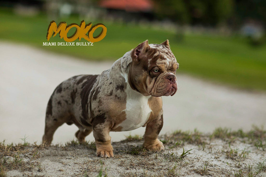 Moko Stud Service - Miami Deluxe Bullyz, LLC
